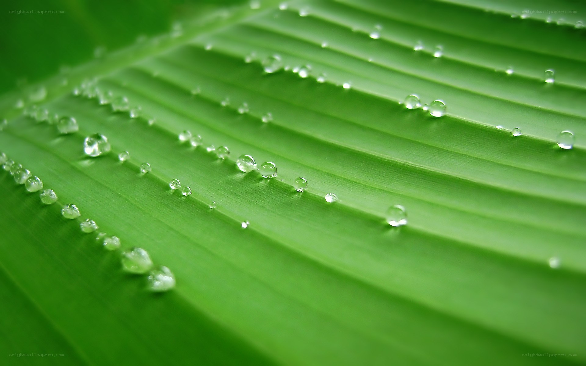 Water droplets on a green leaf