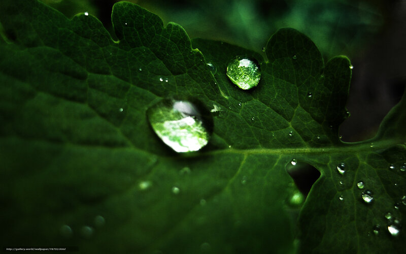 Water droplets on a green leaf