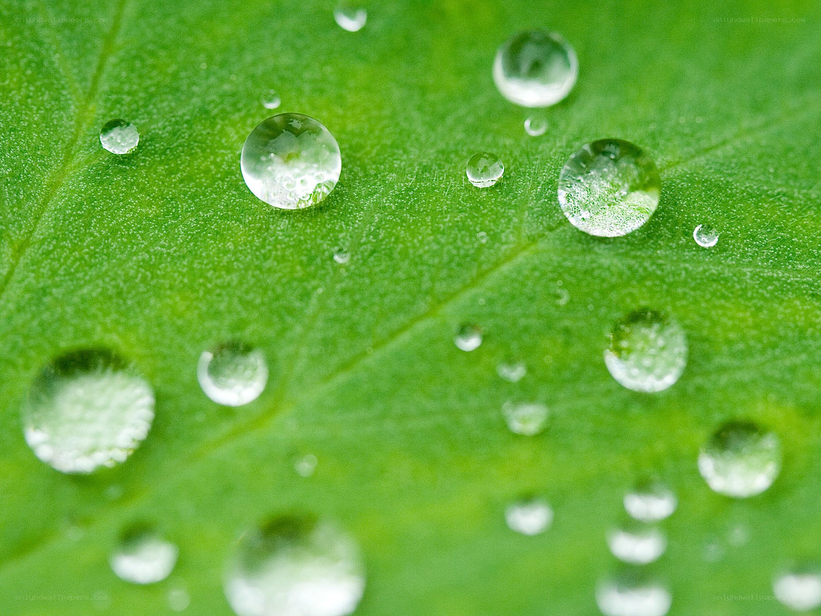 Water droplets on a green leaf