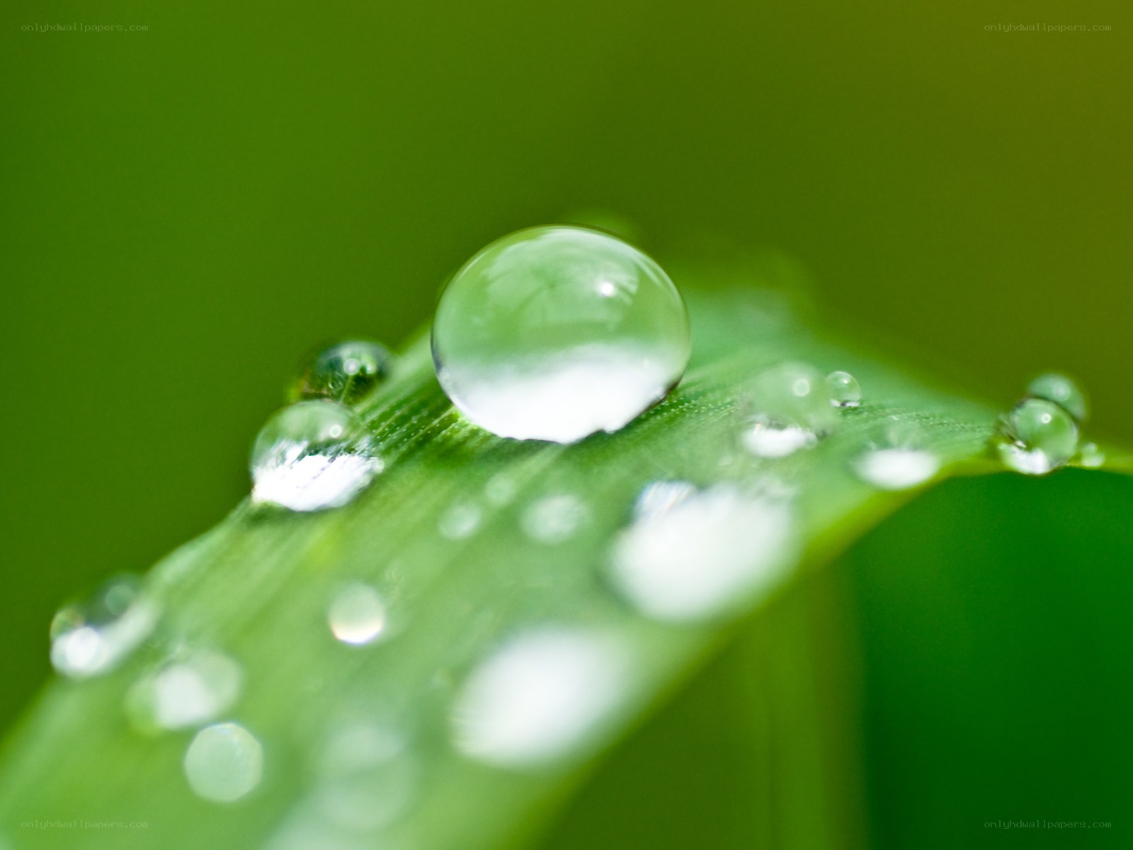 Water droplets on a green leaf