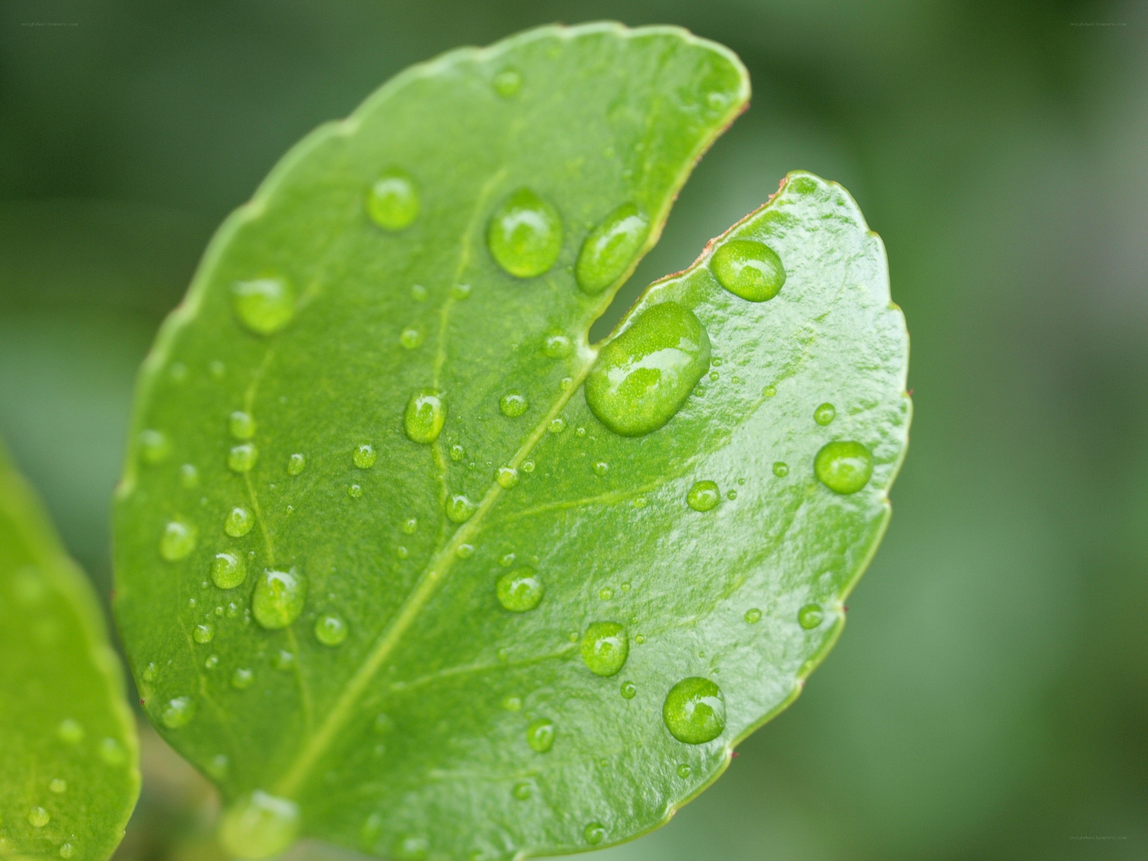 Water droplets on a green leaf