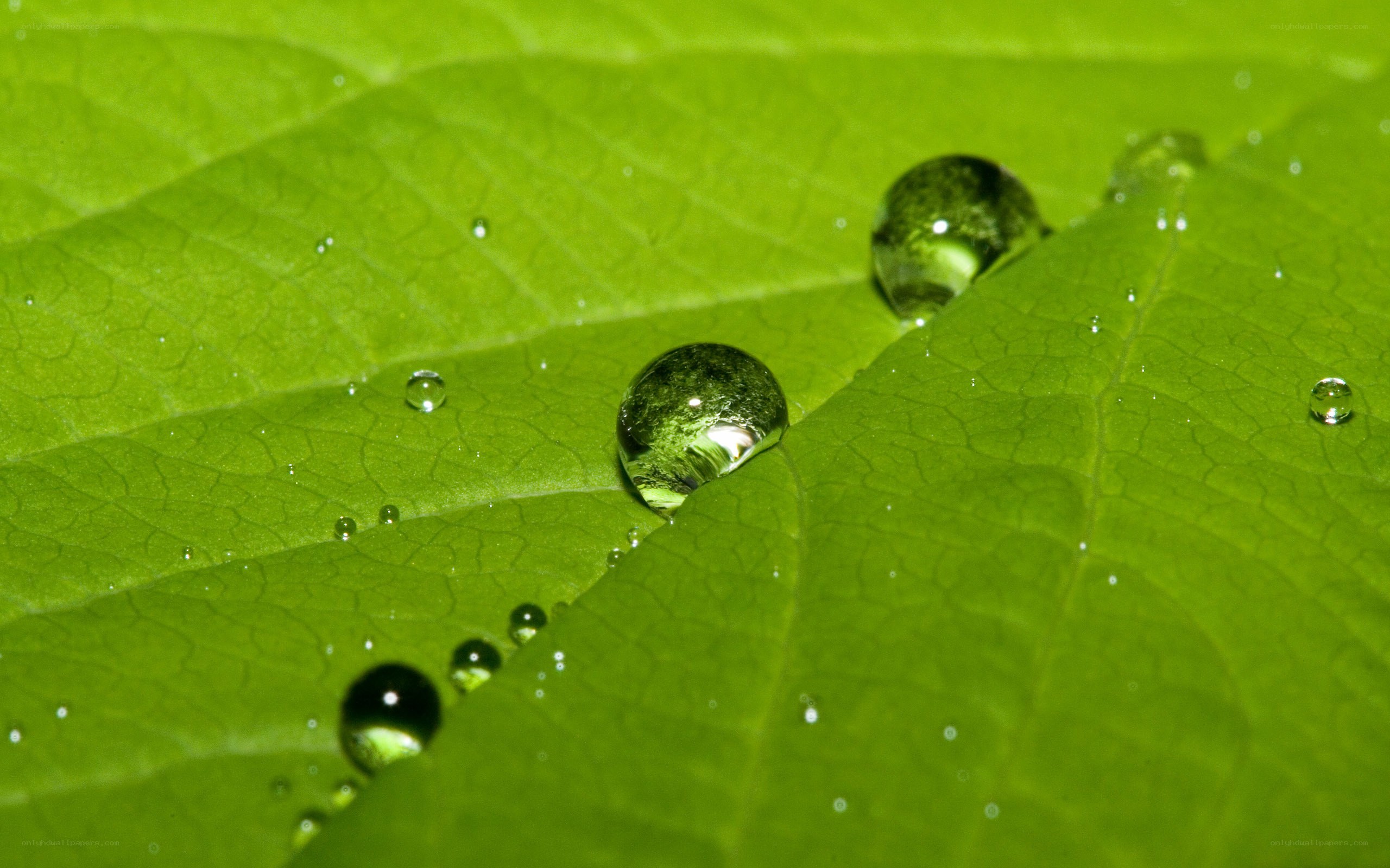 Water droplets on a green leaf