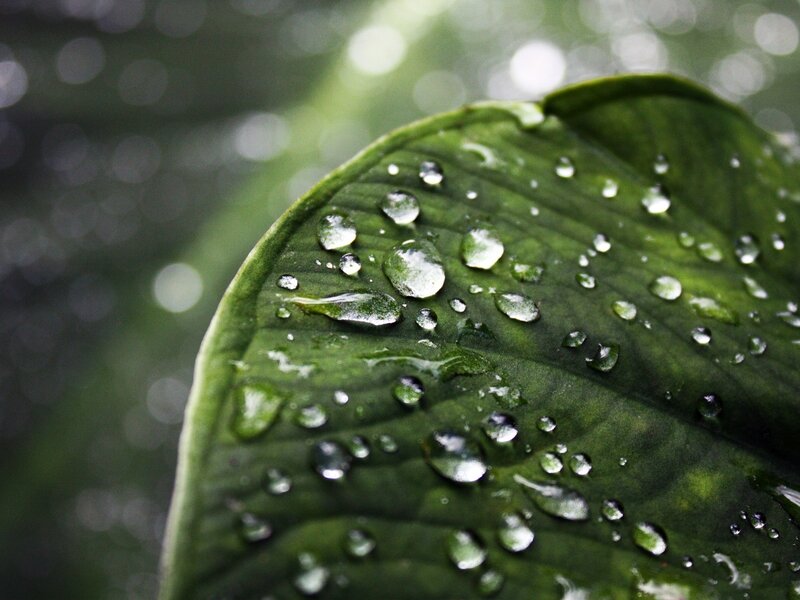 Water droplets on a green leaf