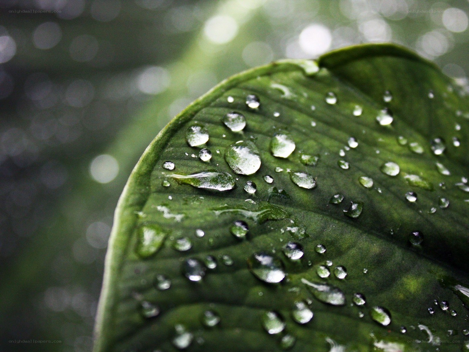 Water droplets on a green leaf