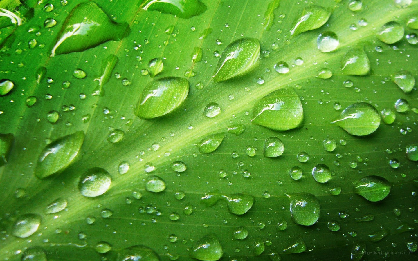 Water droplets on a green leaf