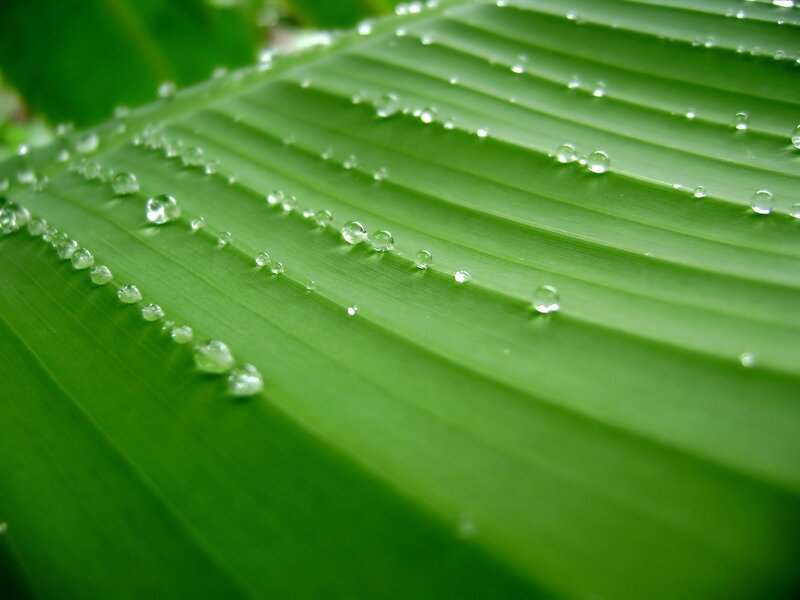 Water droplets on a green leaf