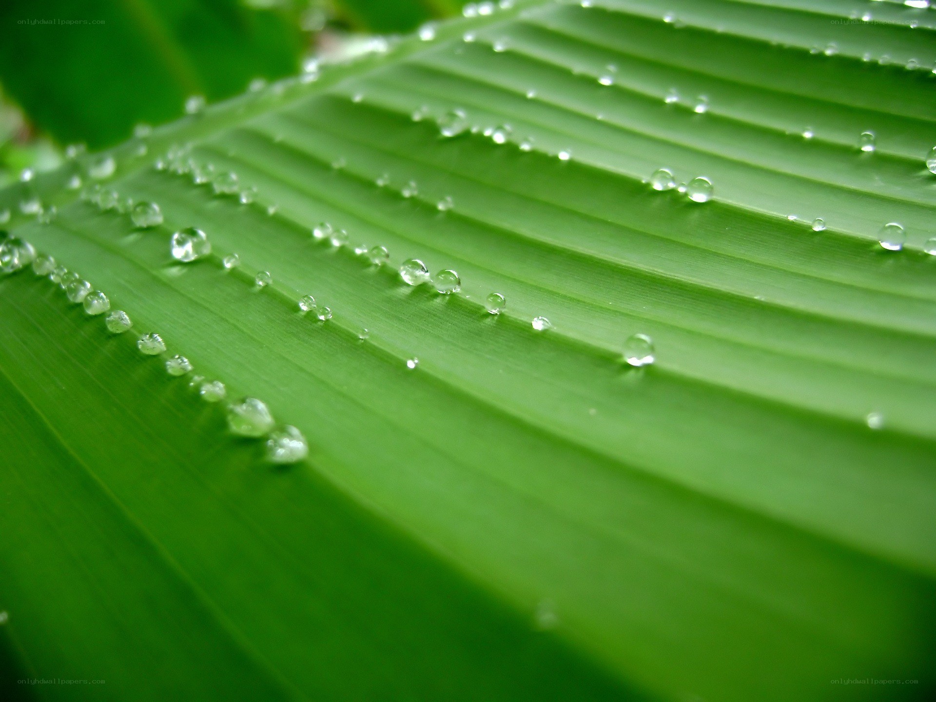 Water droplets on a green leaf