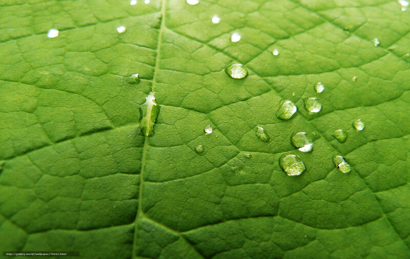 Water droplets on a green leaf