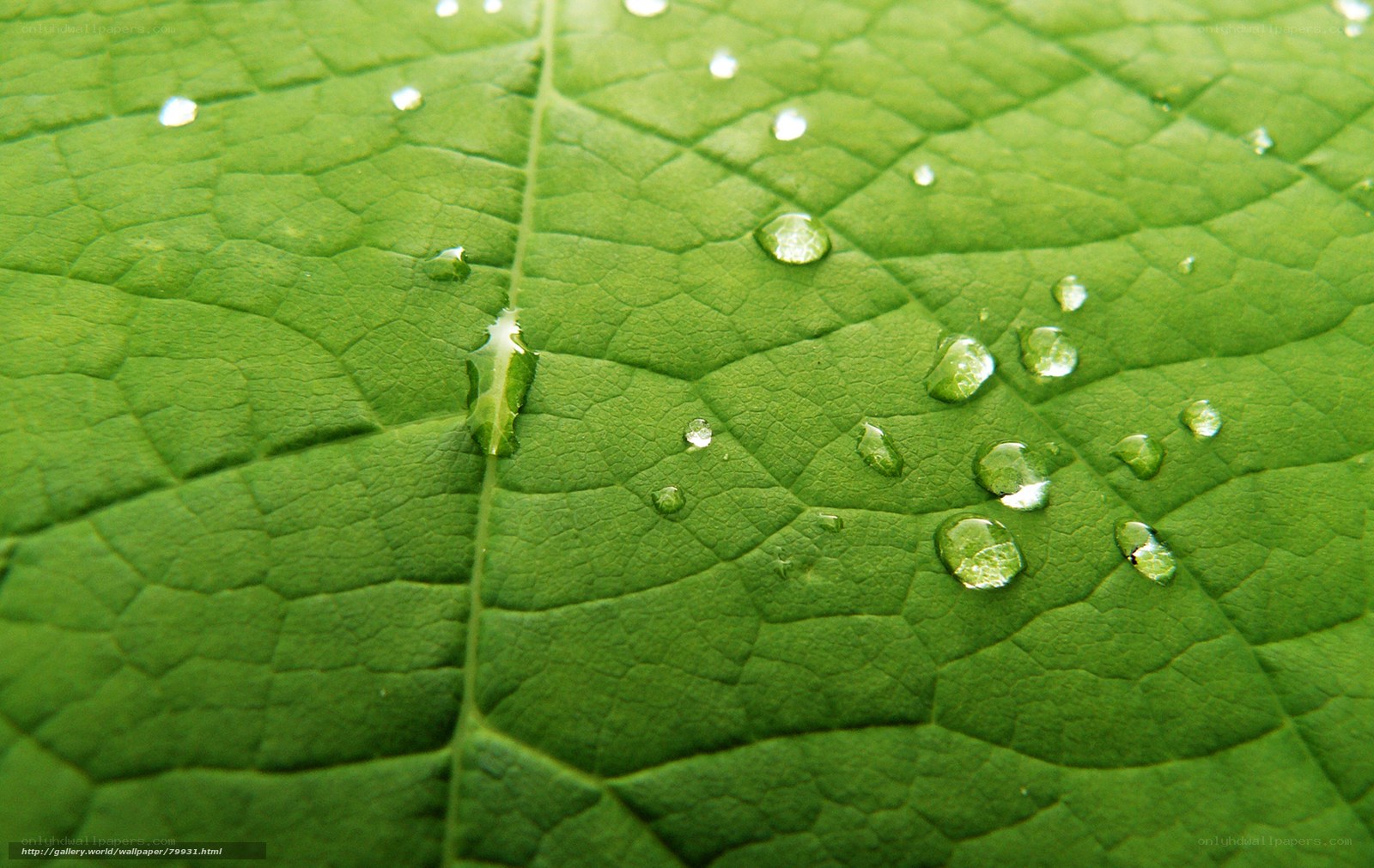 Water droplets on a green leaf