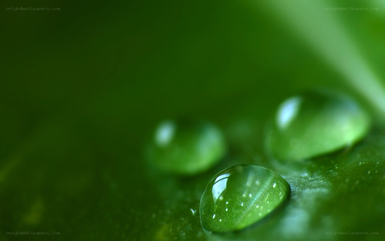 Water droplets on a green leaf