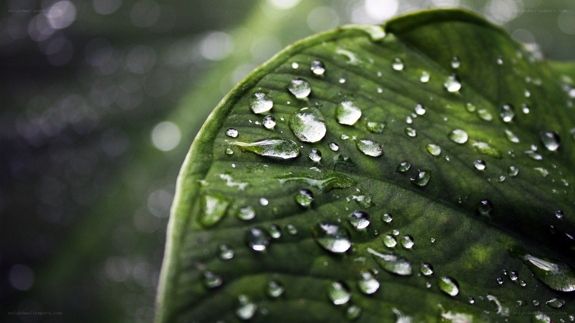 Water droplets on a green leaf