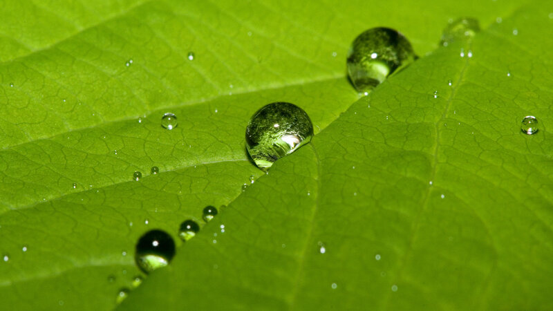 Water droplets on a green leaf