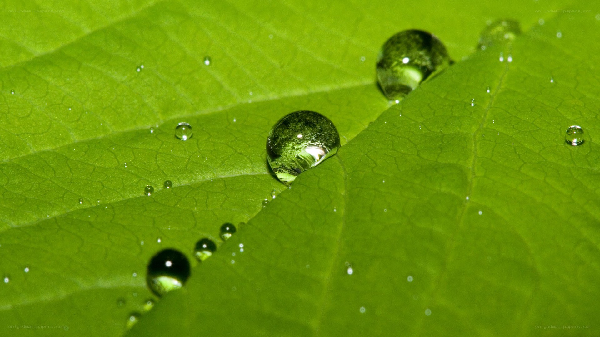 Water droplets on a green leaf