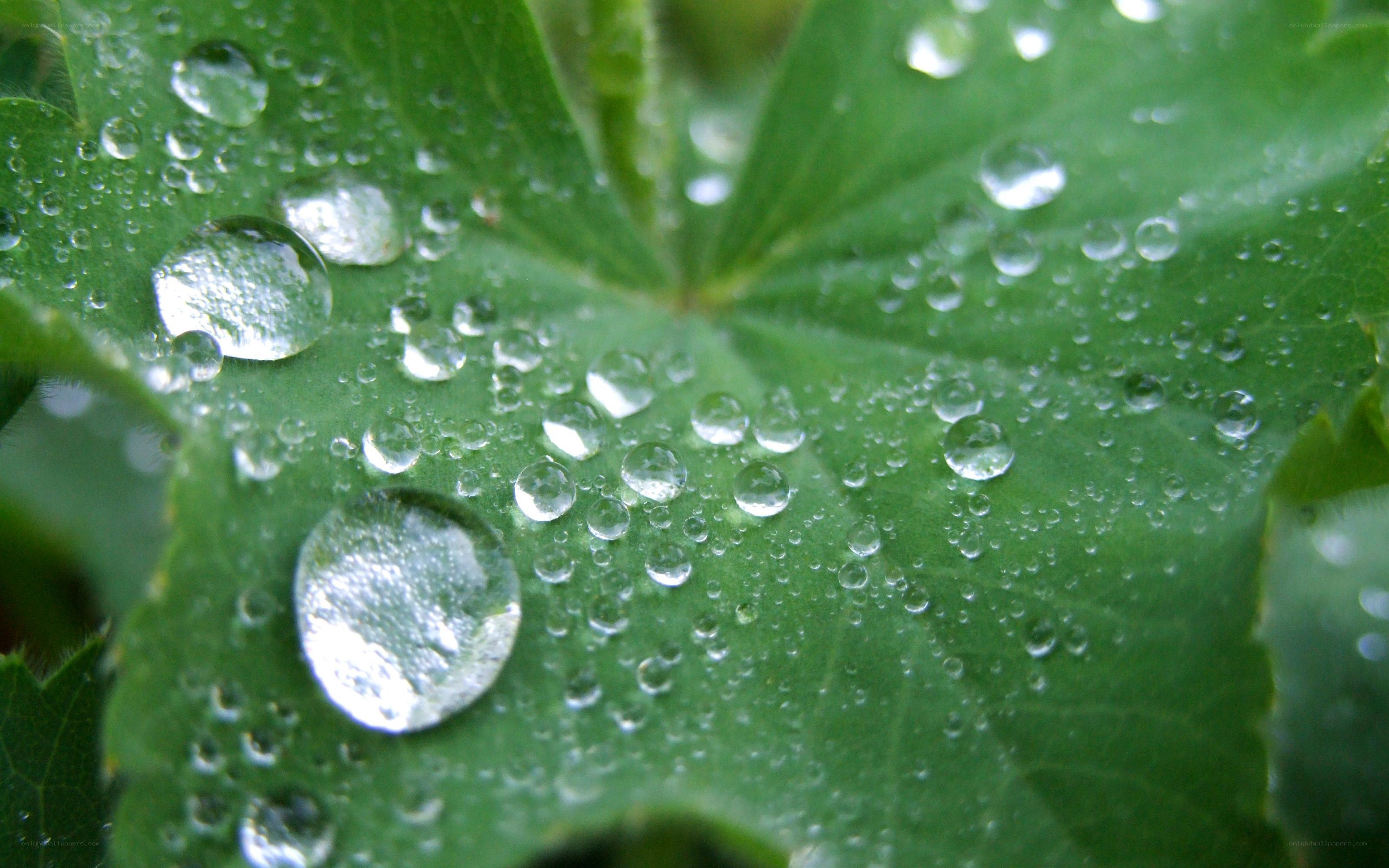 Water droplets on a green leaf