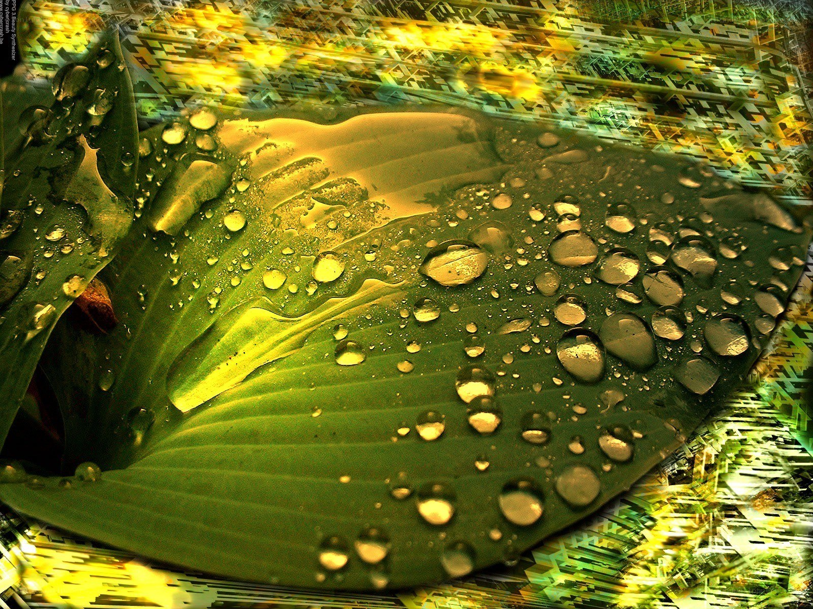 Water droplets on a green leaf