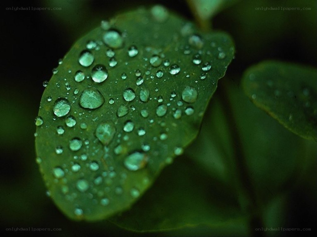 Water droplets on a green leaf