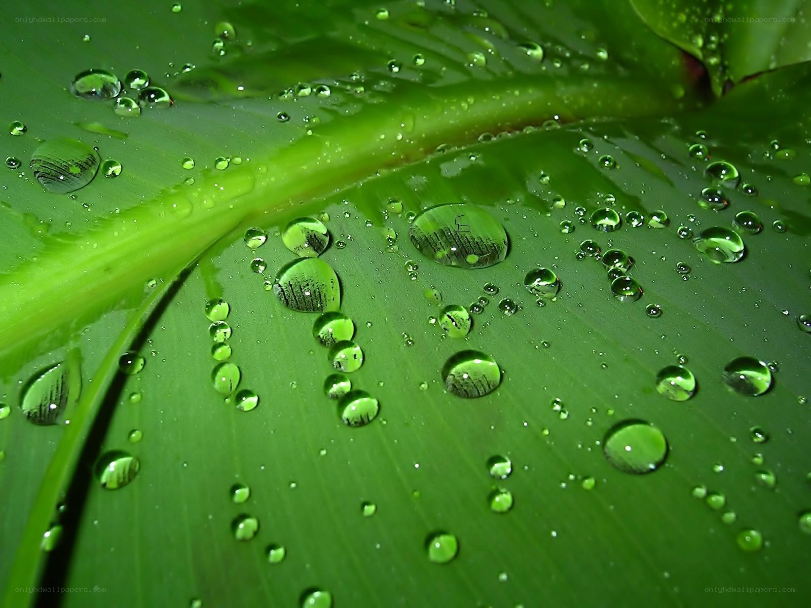 Water droplets on a green leaf