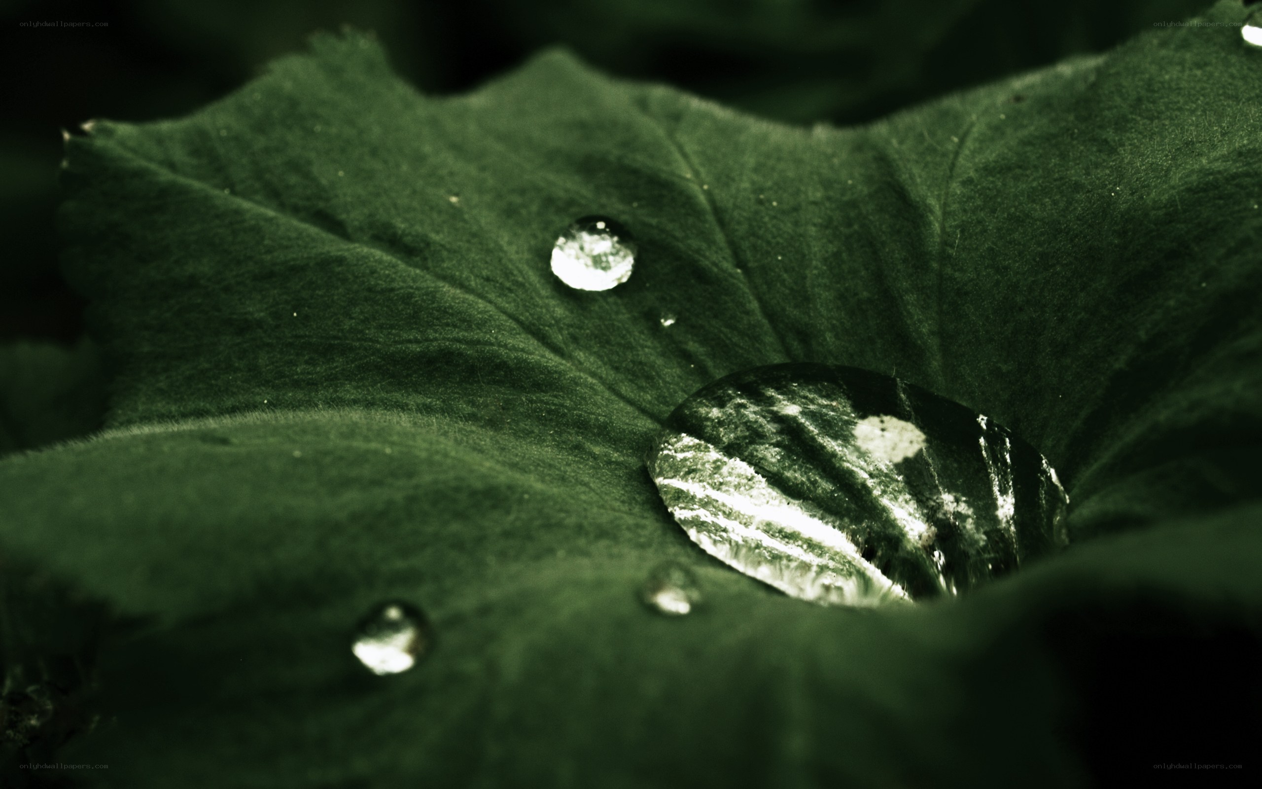 Water droplets on a green leaf