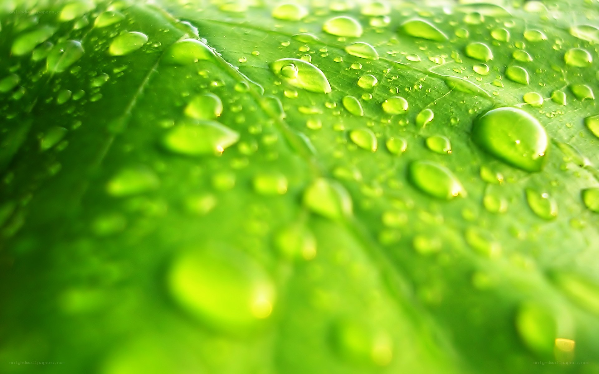 Water droplets on a green leaf