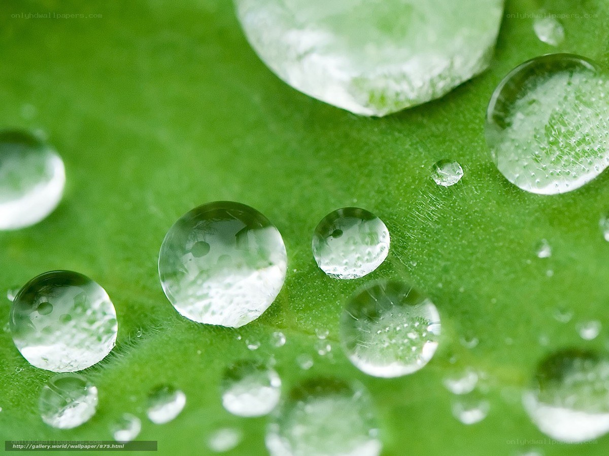 Water droplets on a green leaf