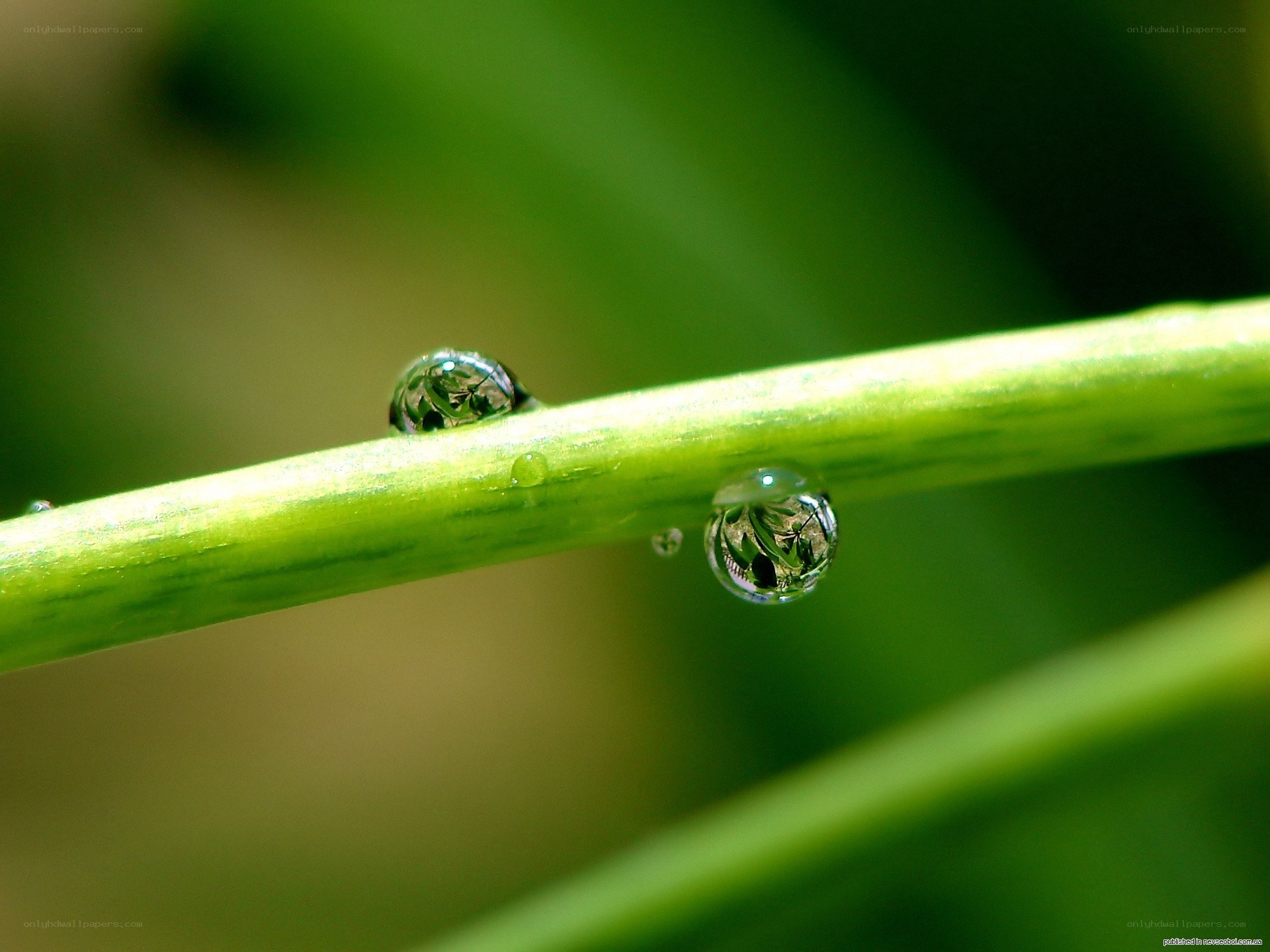Water droplets on a green stem
