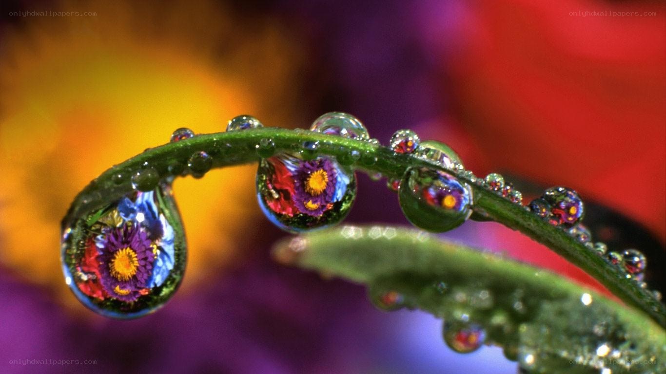 Water droplets on a green stem