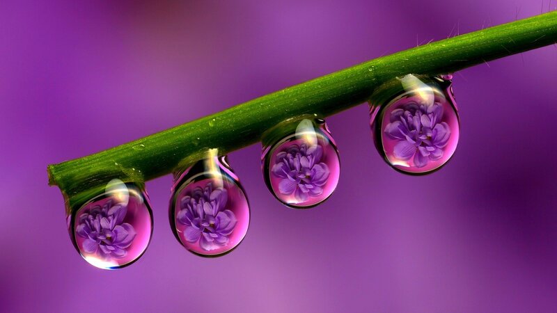 Water droplets on a green stem