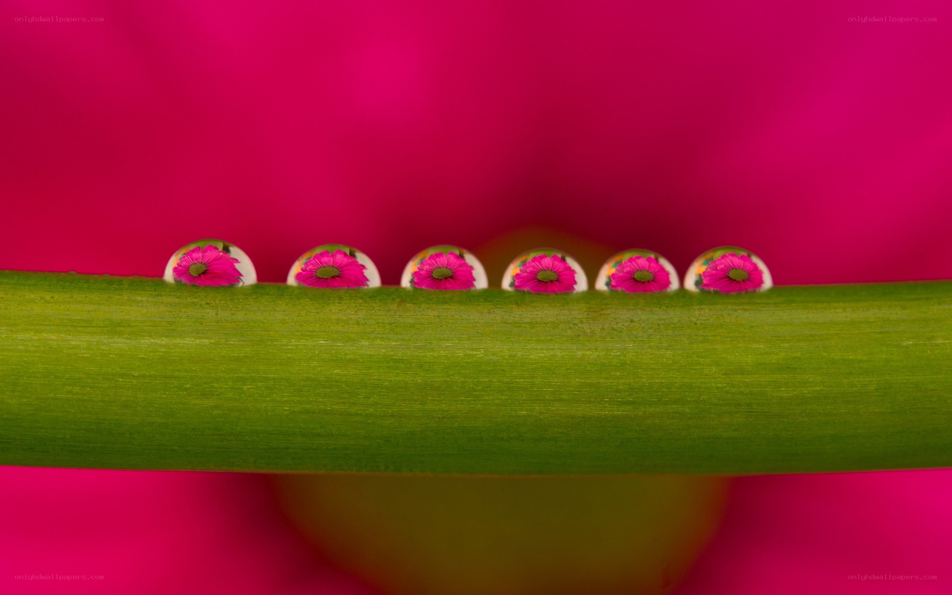 Water droplets on a green stem