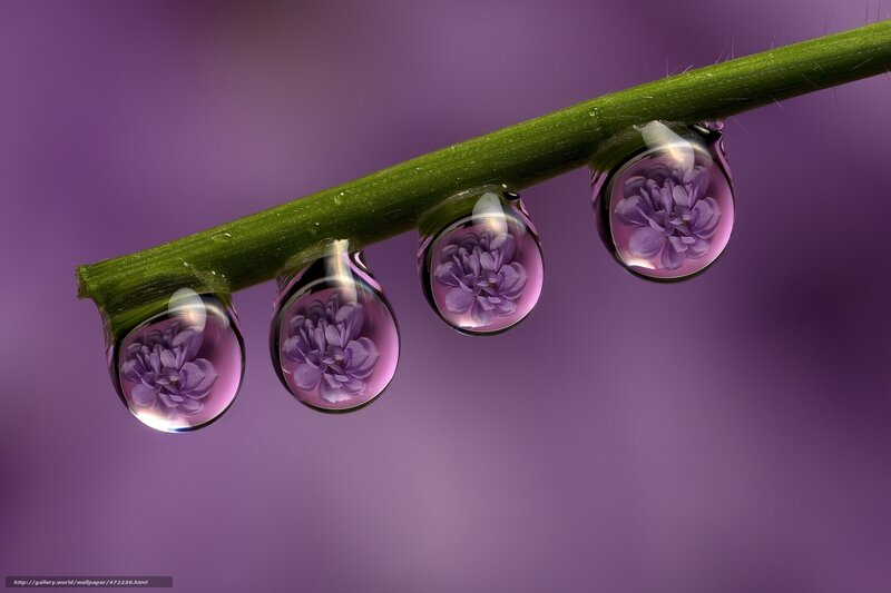 Water droplets on a green stem