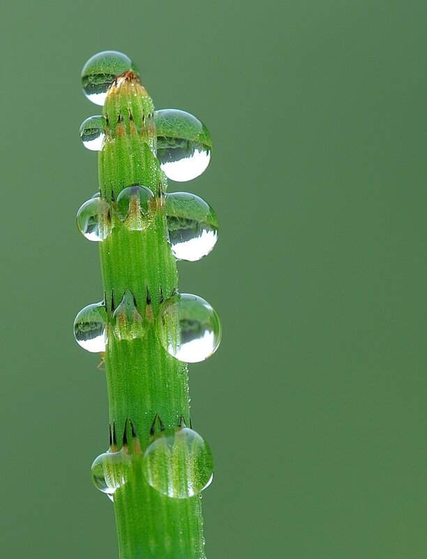 Water droplets on a green stem