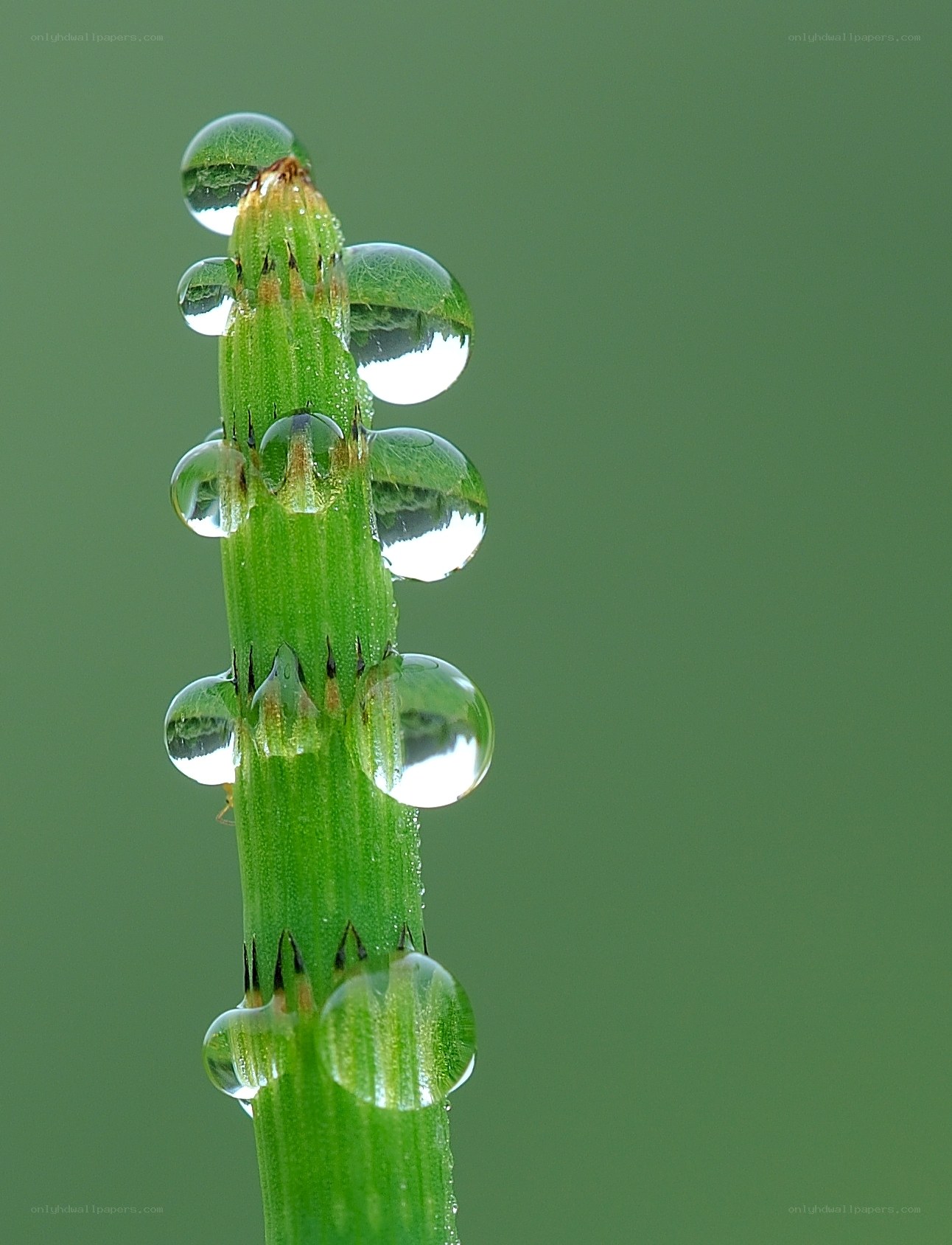 Water droplets on a green stem