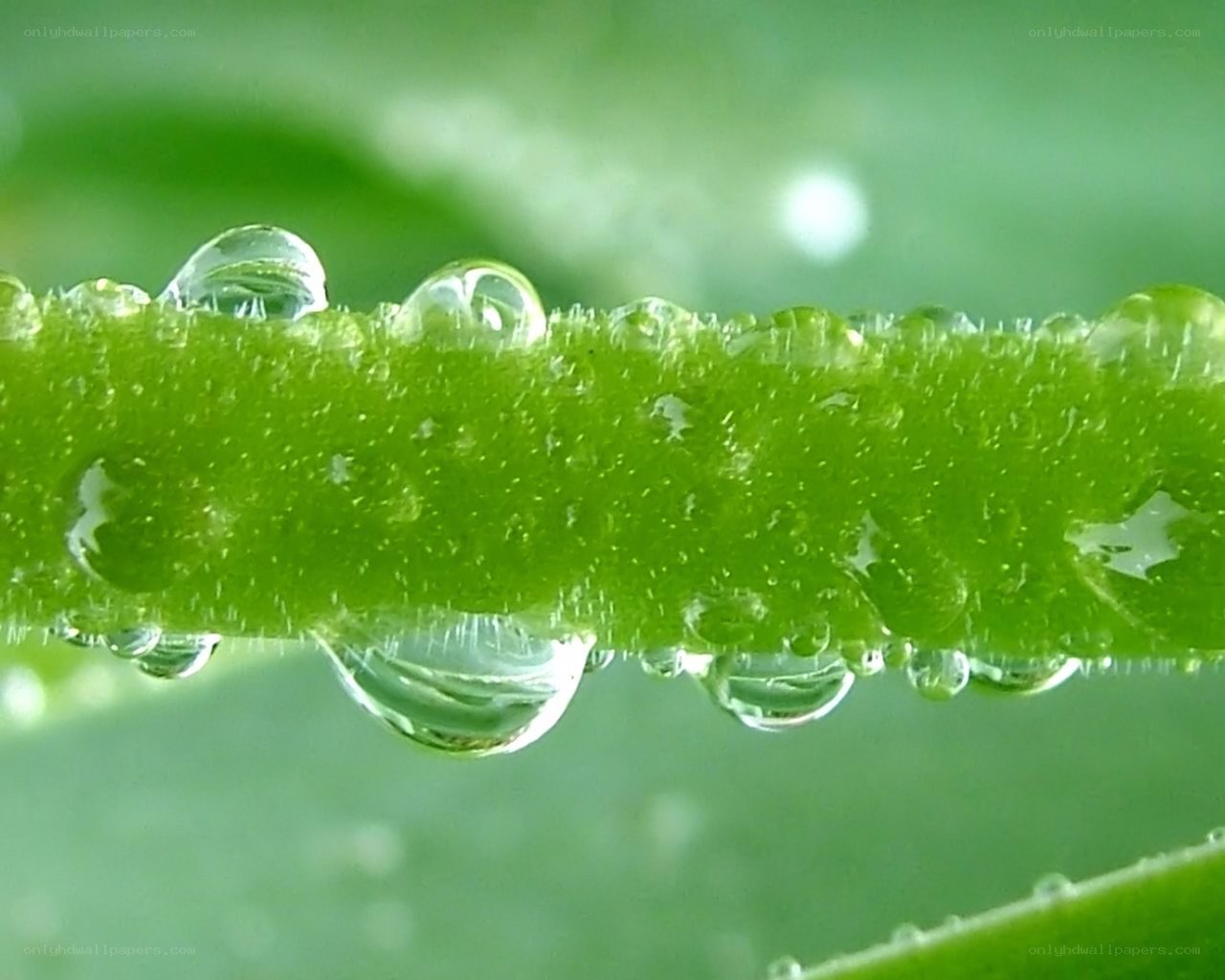 Water droplets on a green stem