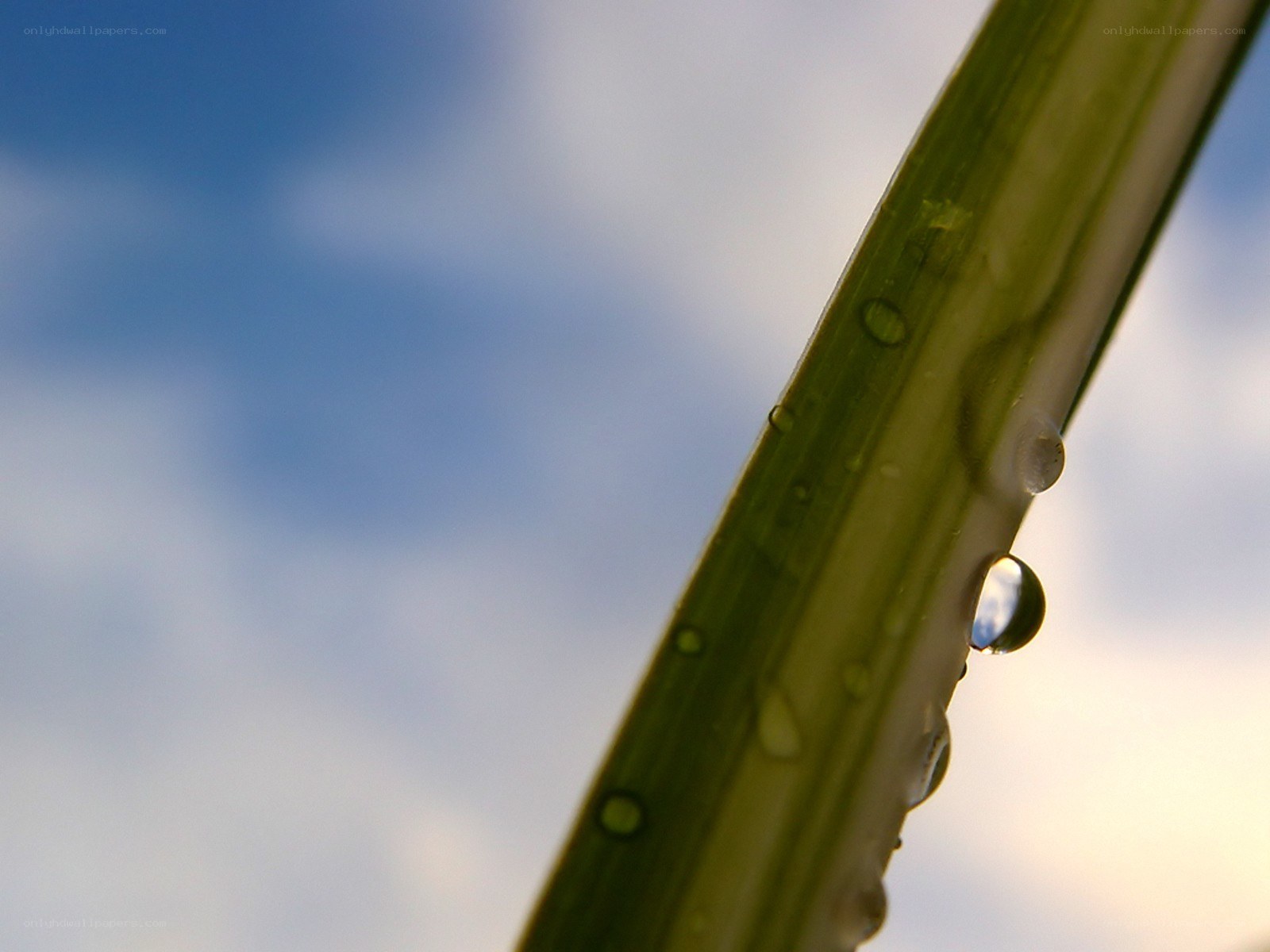 Water droplets on a green stem