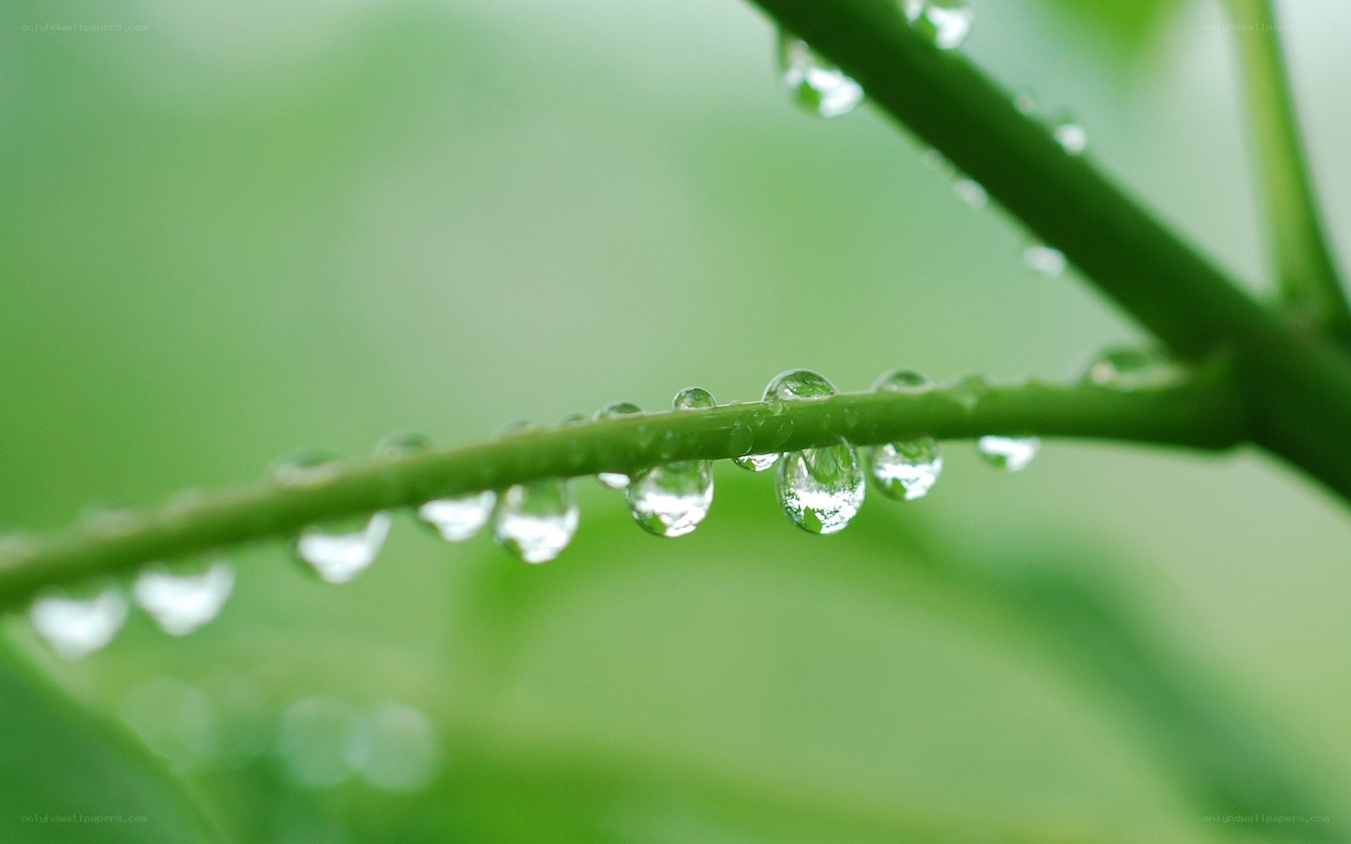 Water droplets on a green stem