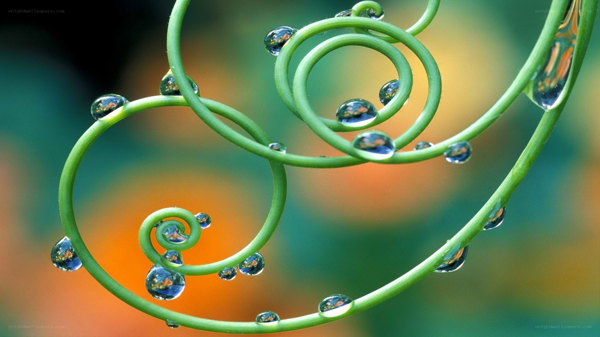 Water droplets on a green vine