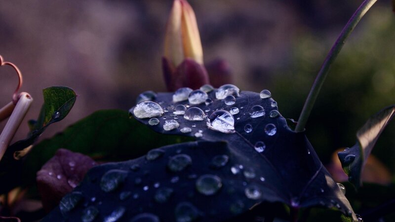 Water droplets on a leaf