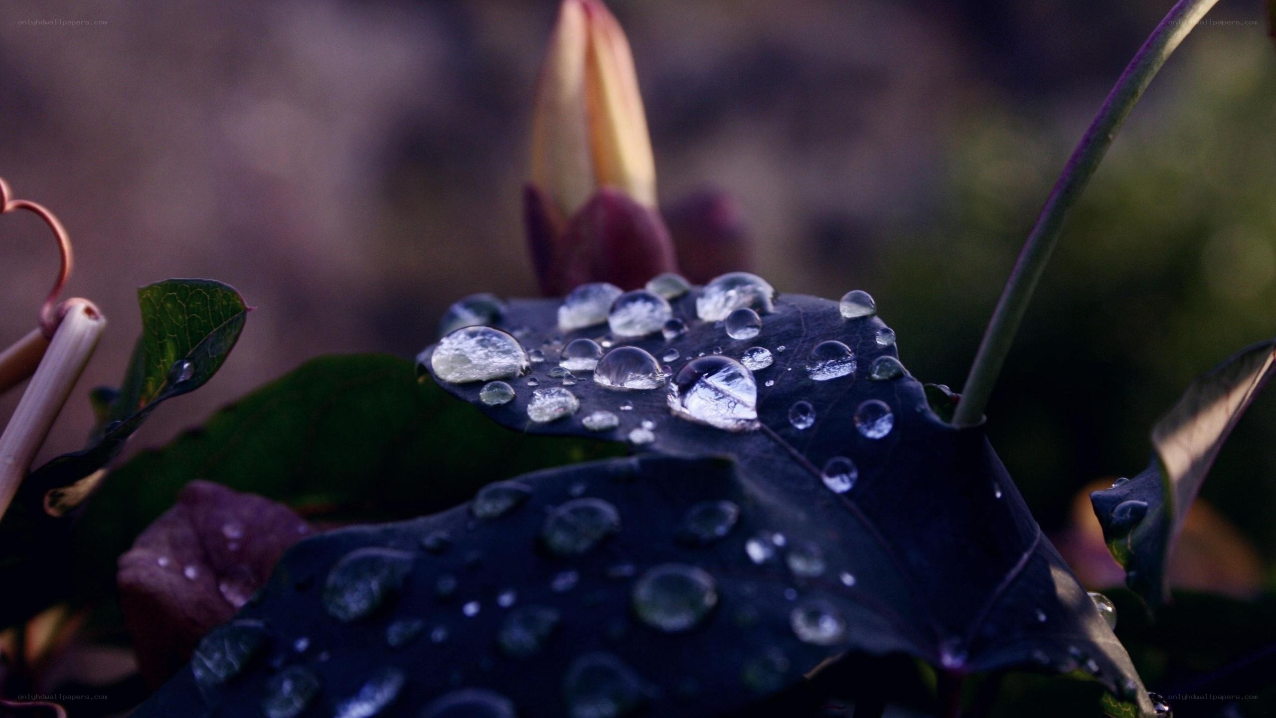 Water droplets on a leaf