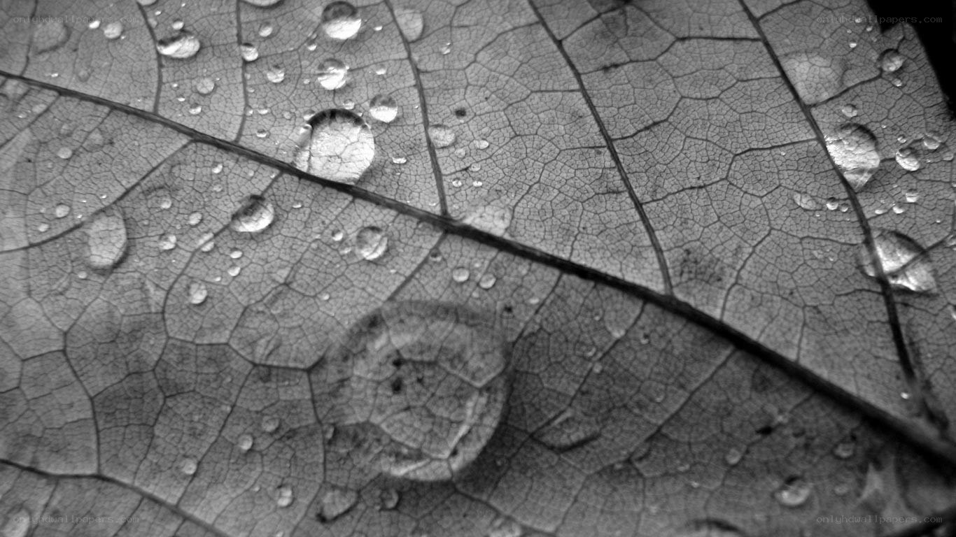 Water droplets on a leaf