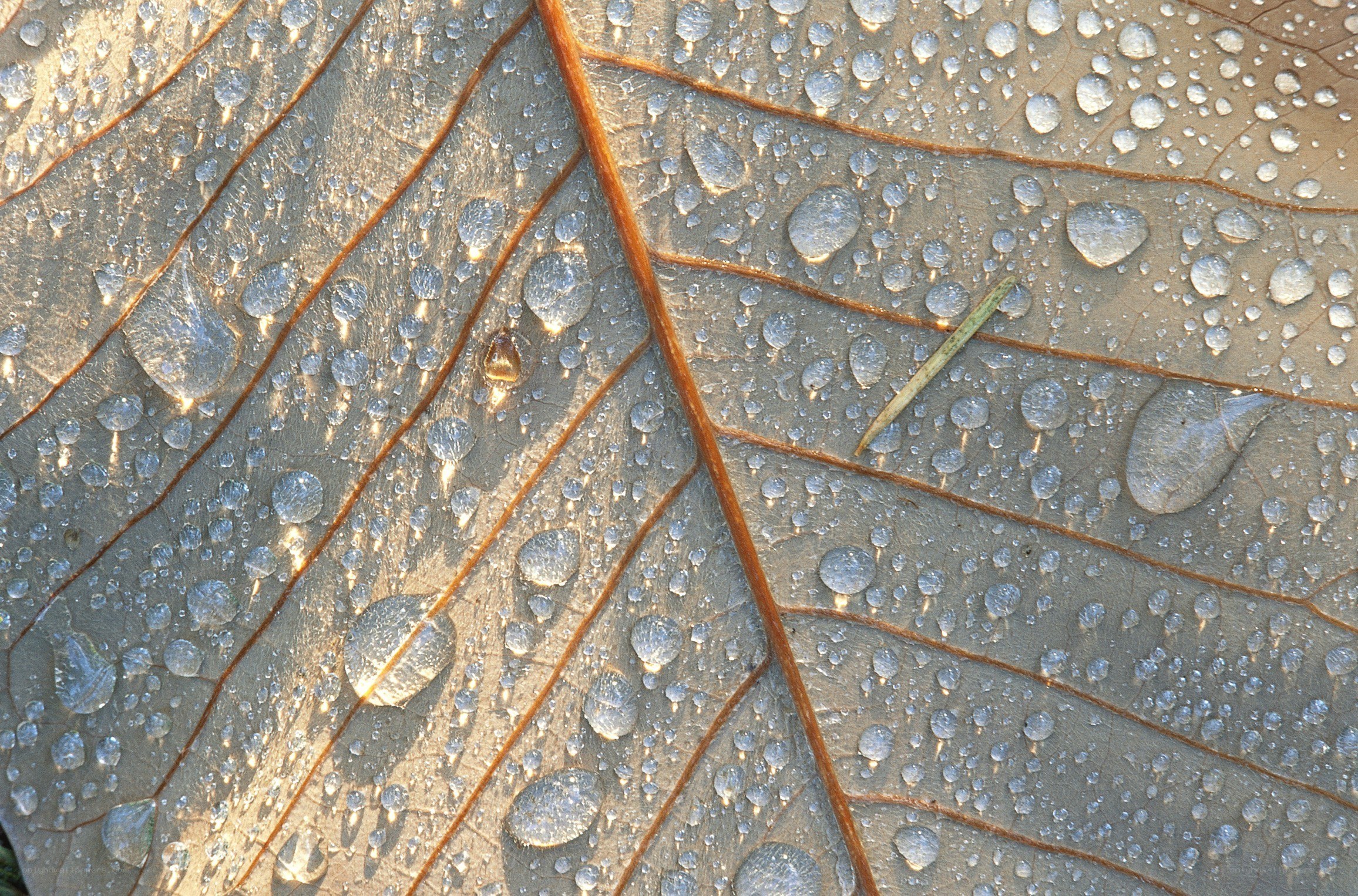 Water droplets on a leaf