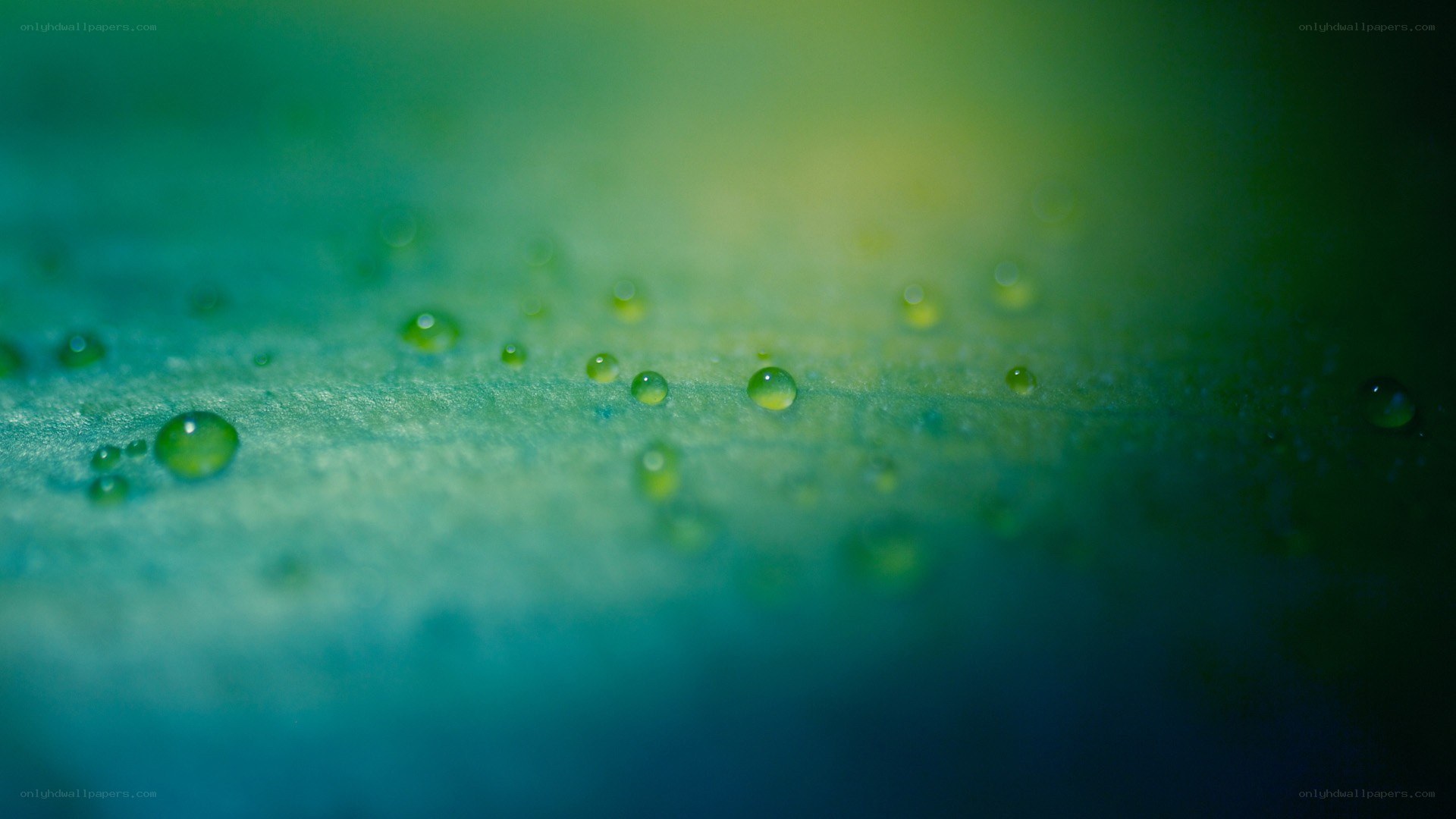 Water droplets on a leaf