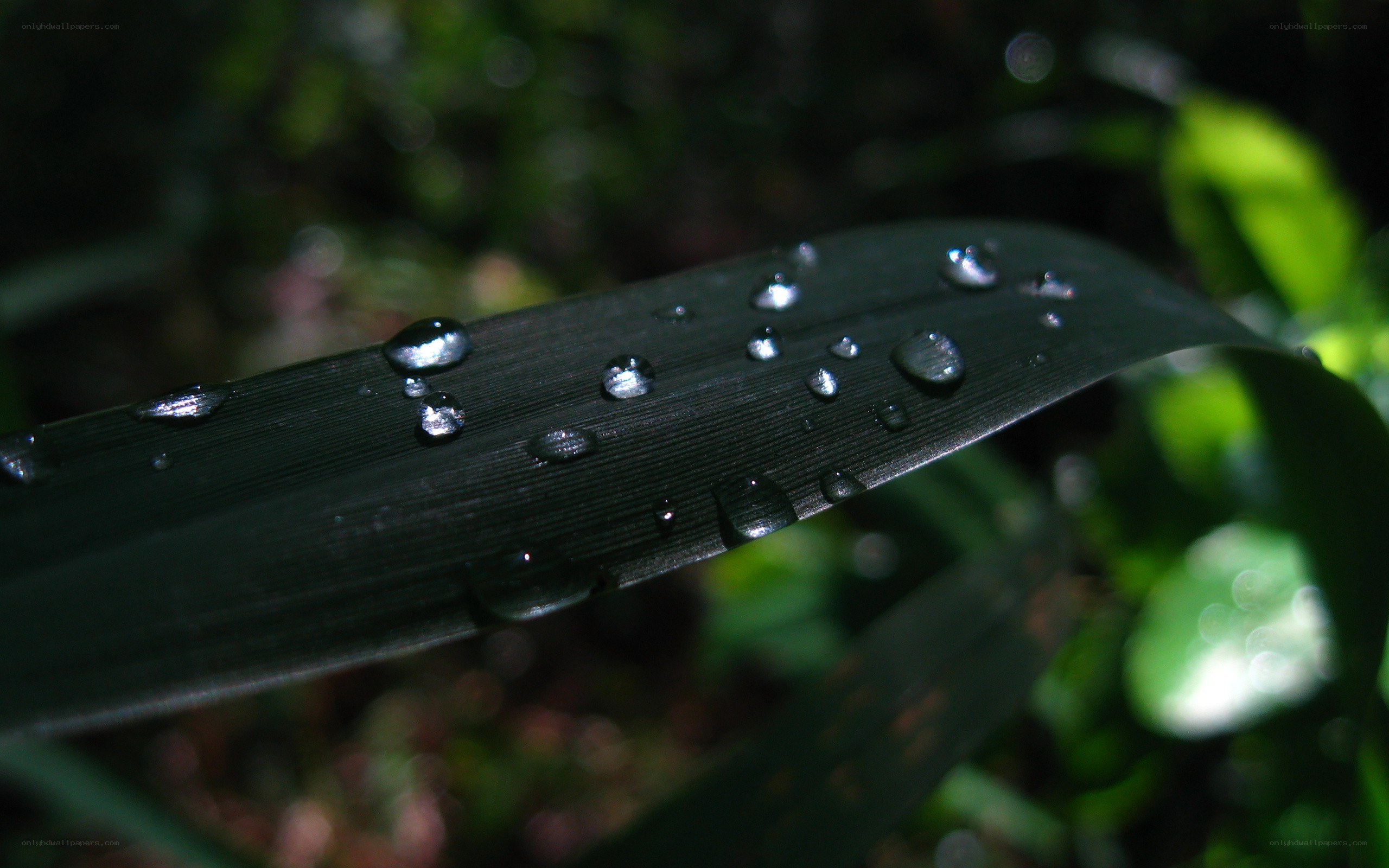Water droplets on a leaf