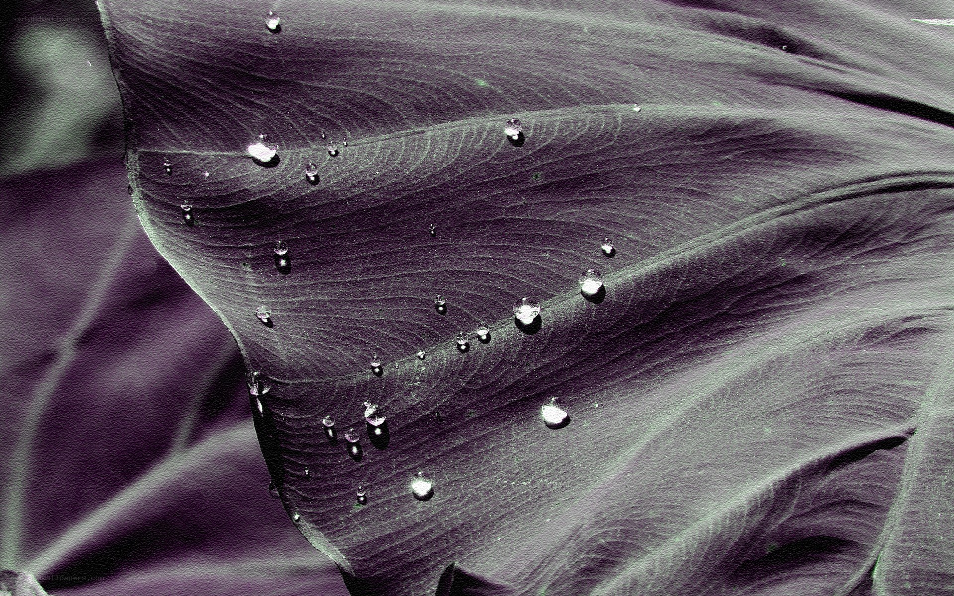 Water droplets on a leaf