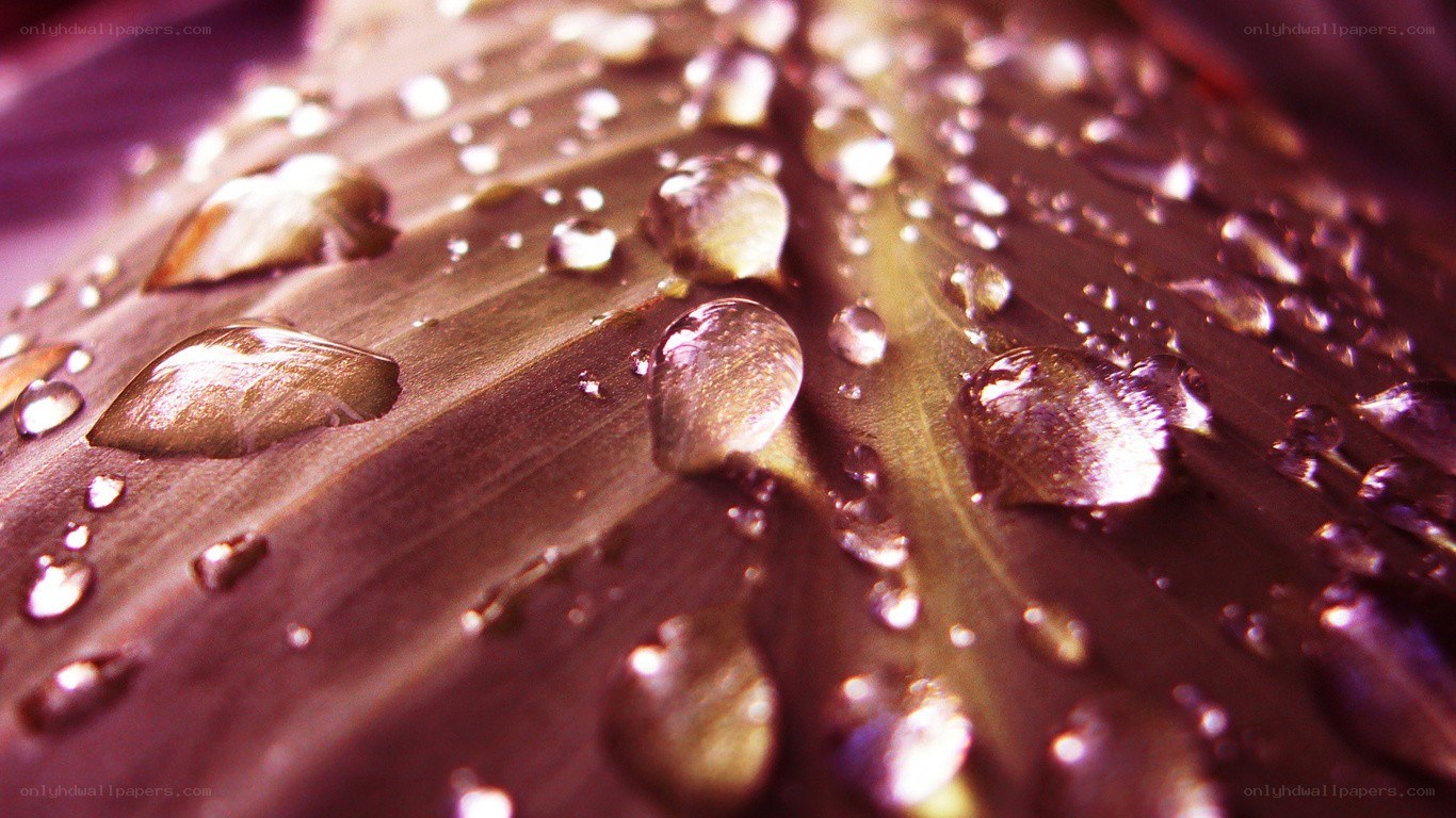 Water droplets on a leaf