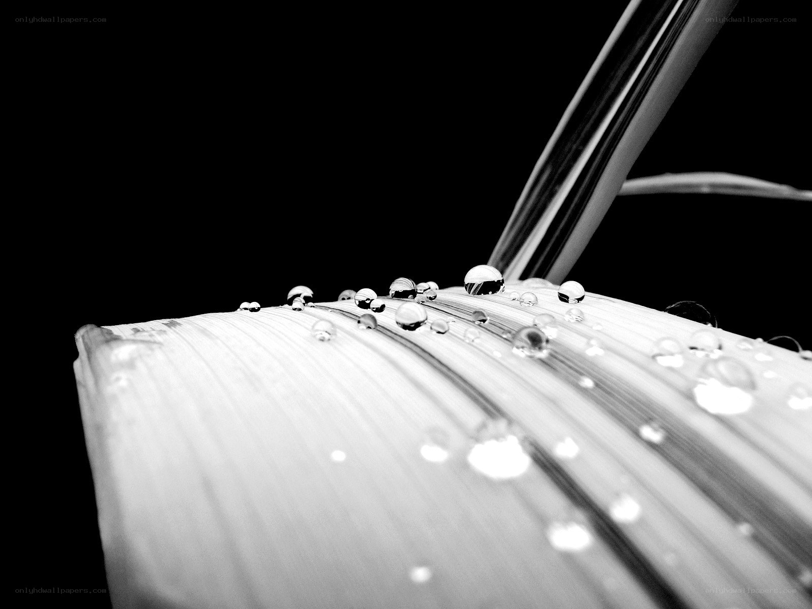 Water droplets on a leaf