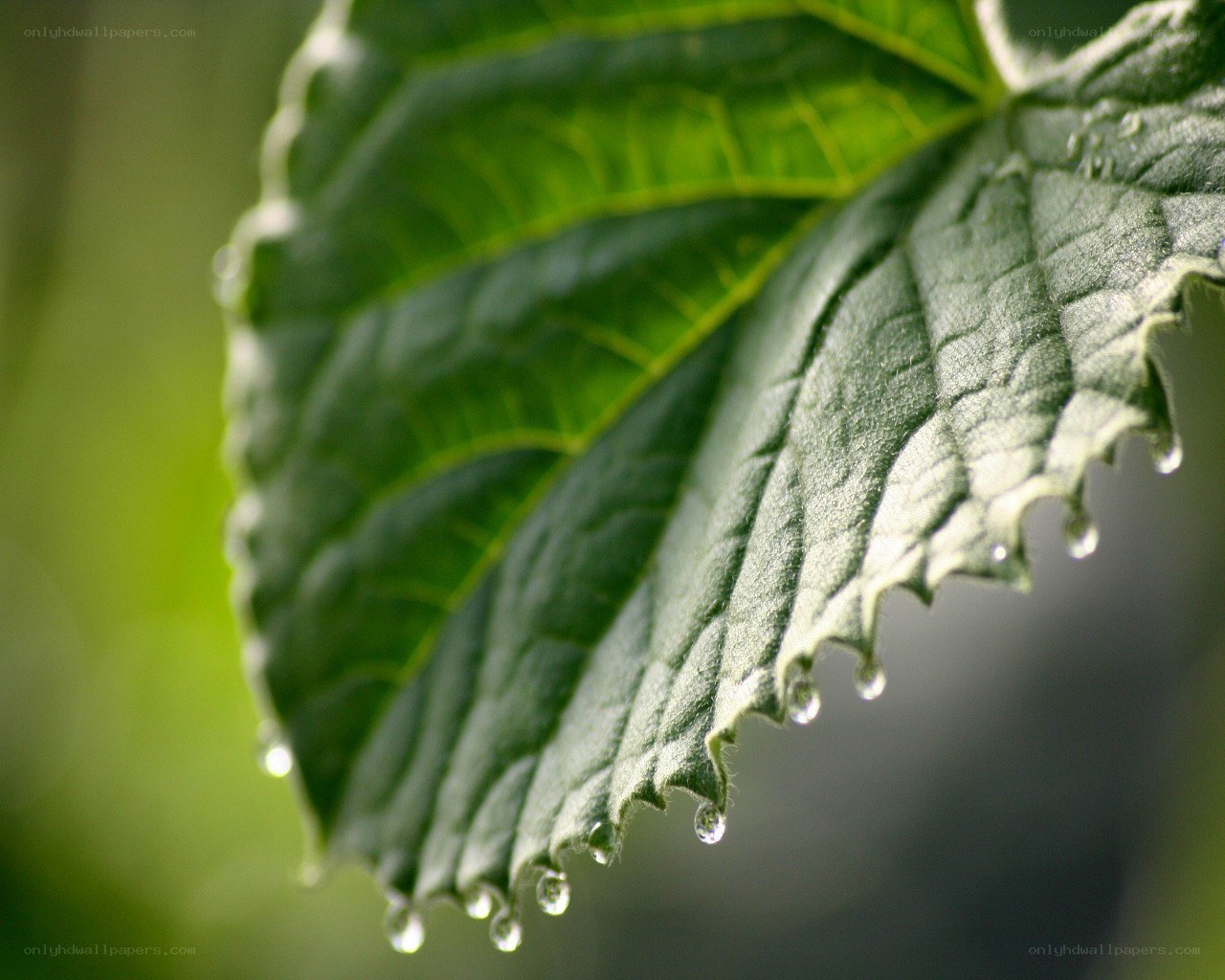 Water droplets on a leaf