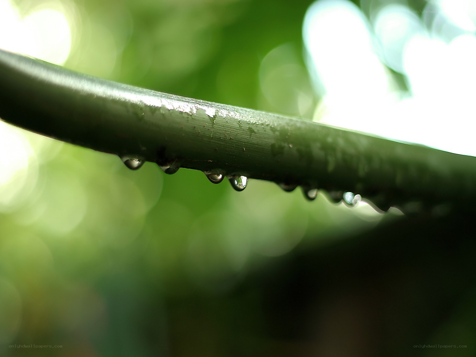 Water droplets on a leaf