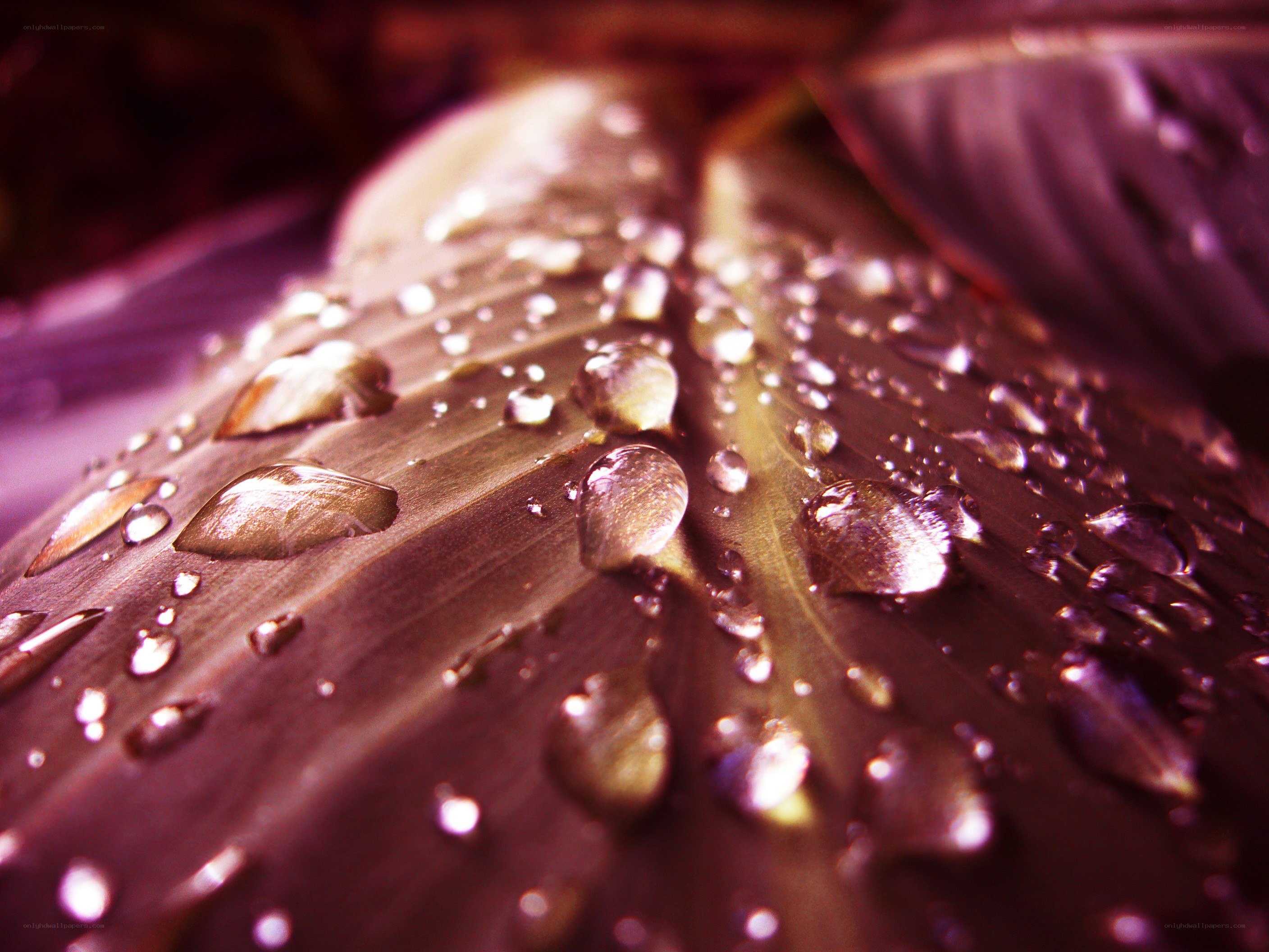 Water droplets on a leaf