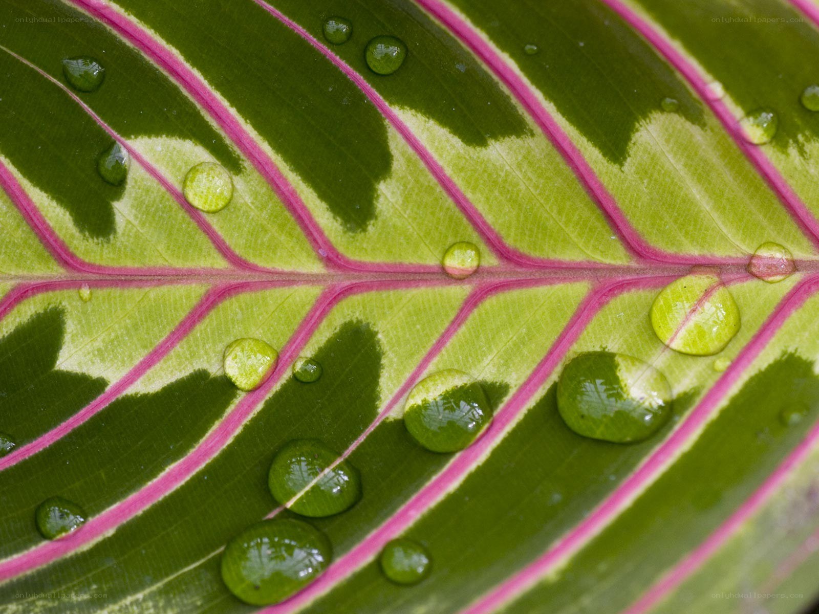Water droplets on a leaf