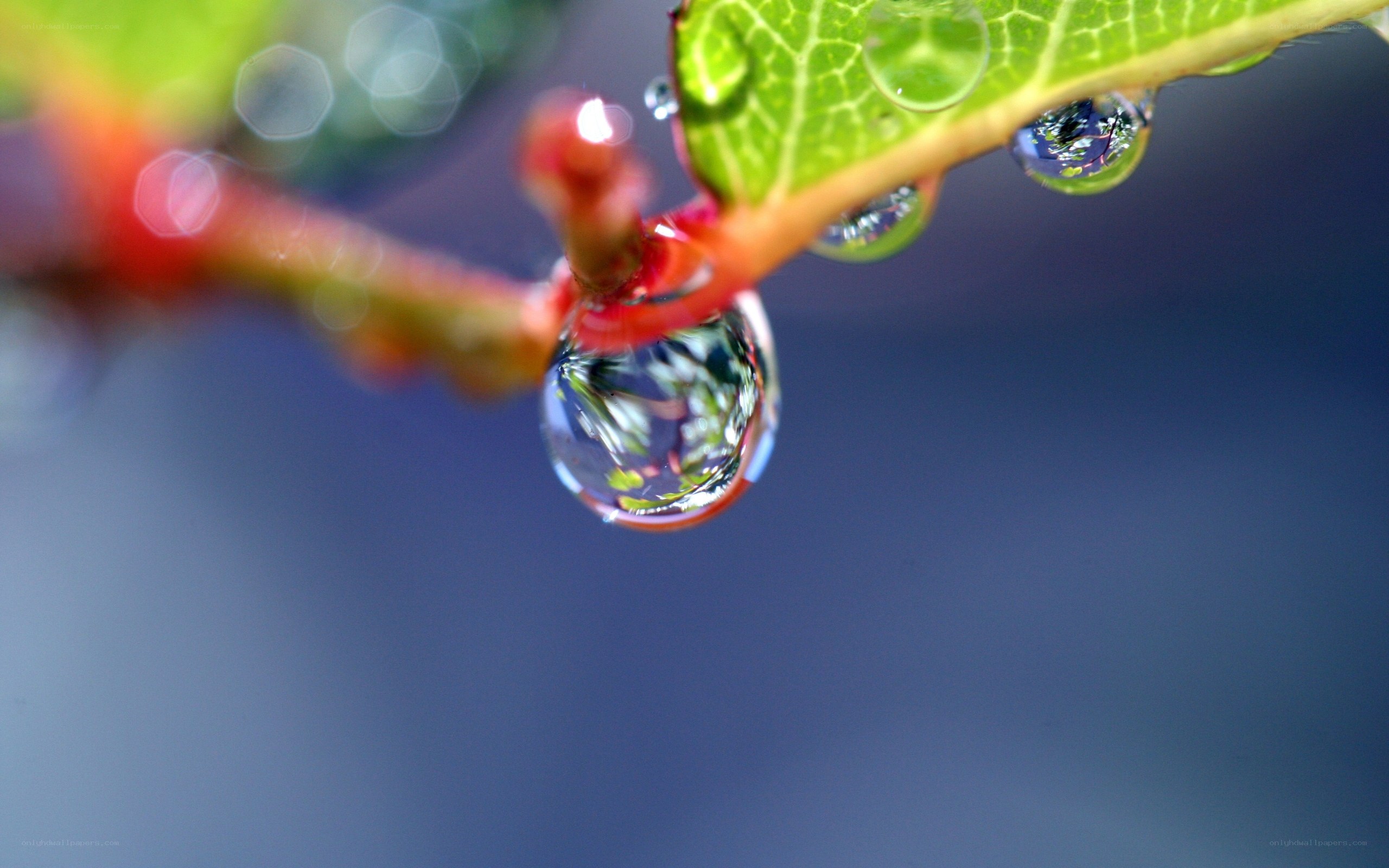 Water droplets on a leaf