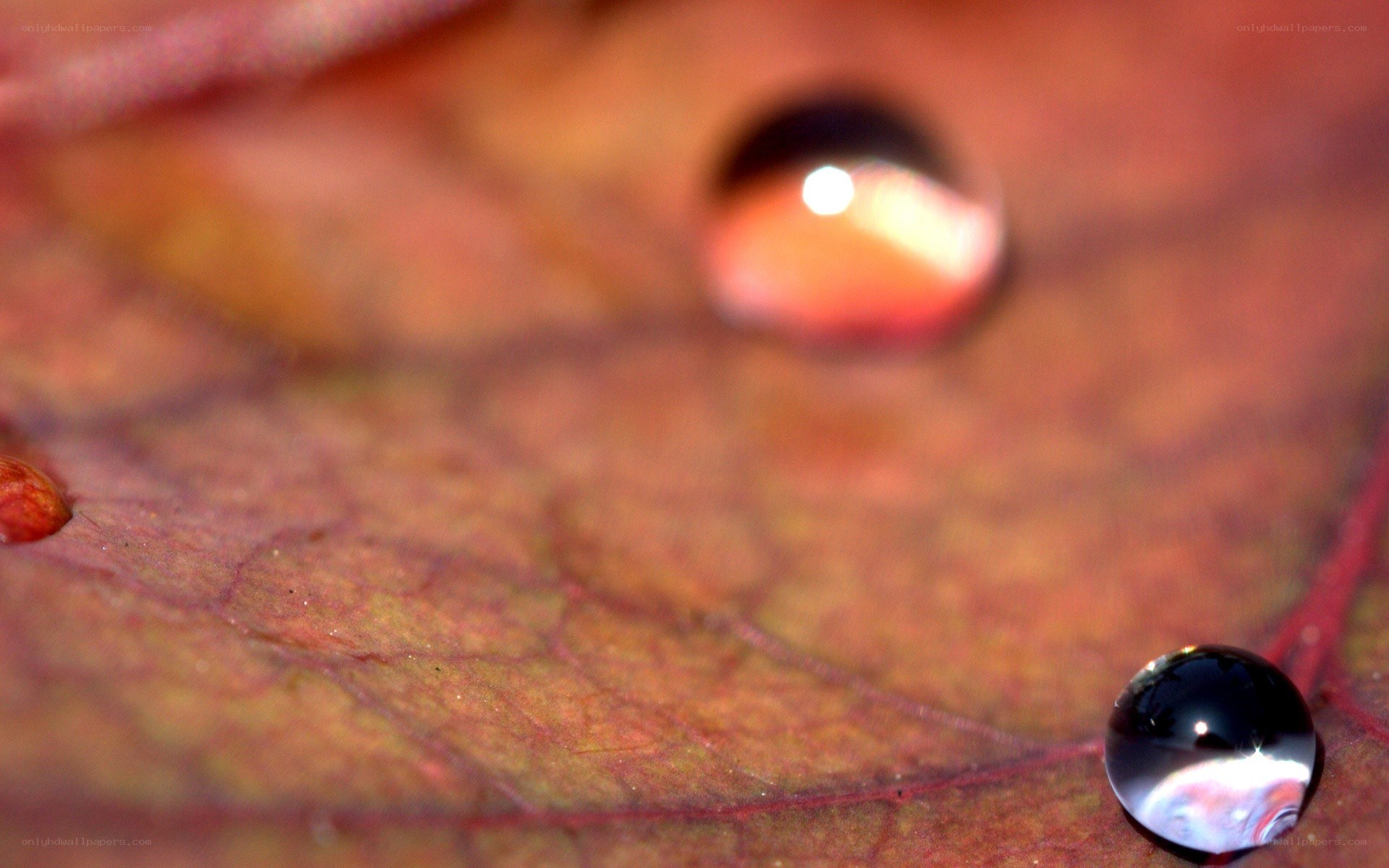 Water droplets on a leaf